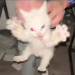flup1flup