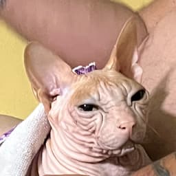 Marceloc