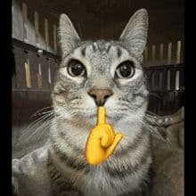 makaronecc