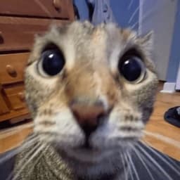 poziomkapeek