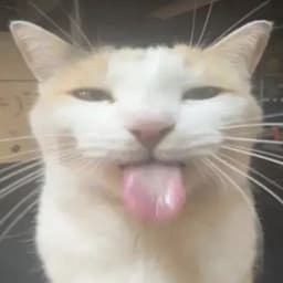 Styl1zt