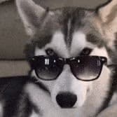 DocHusky