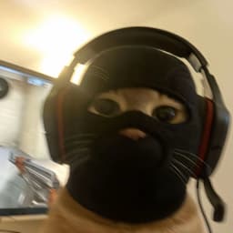TappingCatto