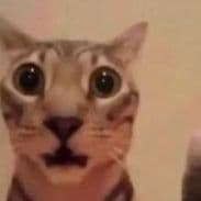 FreakyBql