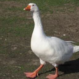Roobscooper