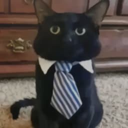 MrKittyv1