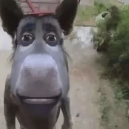 Burdysh