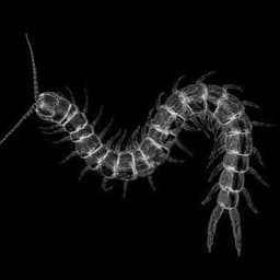 PlutuSSrs