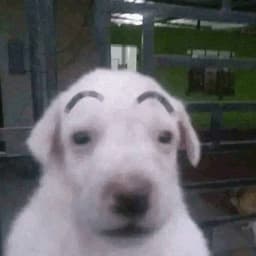 dntqqe