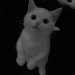 reinykkk