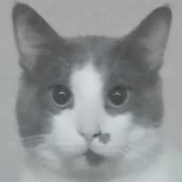 is0cheee