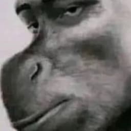 ZADingo
