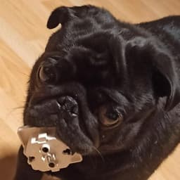 Mopsbree