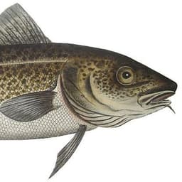 TRESKA3