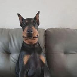 blazenko1
