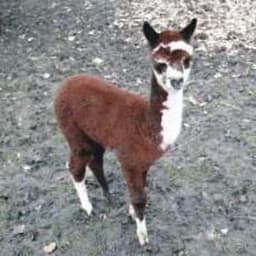 lamimlade