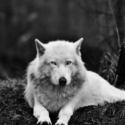 deadhusky