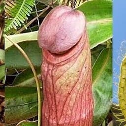 KonaPoderosa
