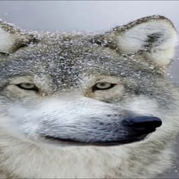 __w0lfy__