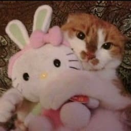 meowpurr