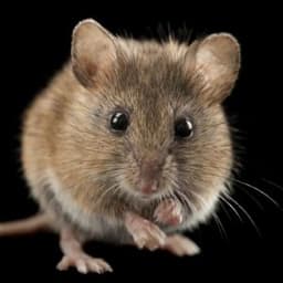 _Mice_
