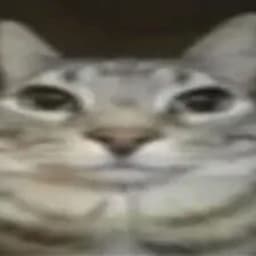 qn6zzz