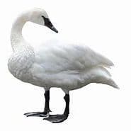 swanfacei