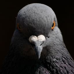 P1geonFriend