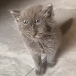 MrHawkyy