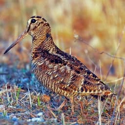 SCOLOPAX