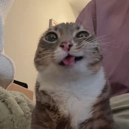 pipussss