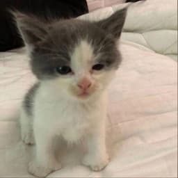 tomusamumamu