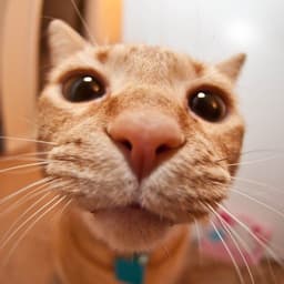 KiTTY_LUN