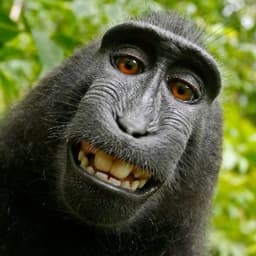 MonkeyBeast9