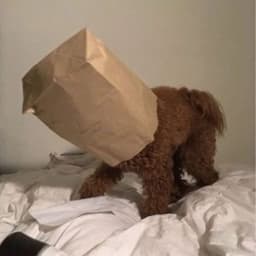 Dingbooooo