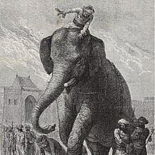 ElephantLord