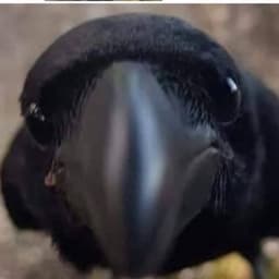 speedu_u