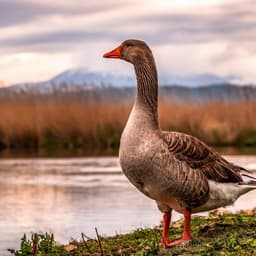 daffy_duck13