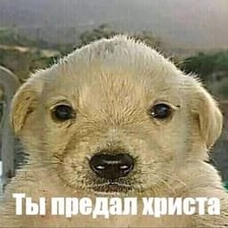 Gosha_mef