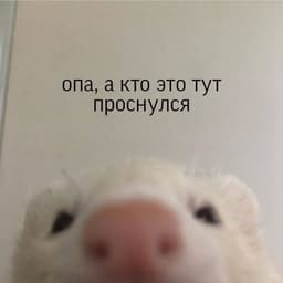 dink000