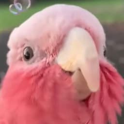 Pink12355