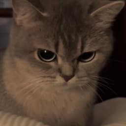 DigitAnimal