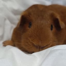 Pycpleu