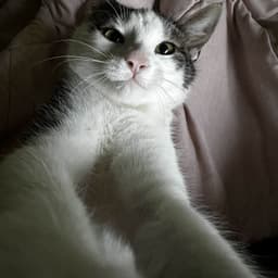 ---Pepi---