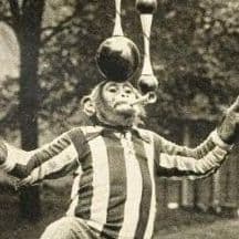 gorillaone
