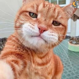 fyrtik429