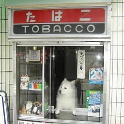 FexofasT
