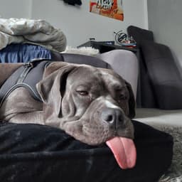 aPapryko
