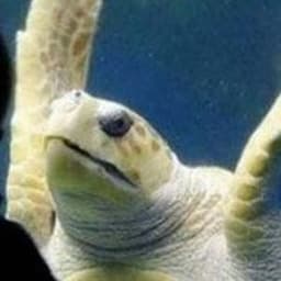 pro_turtle
