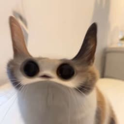 jtezentongue